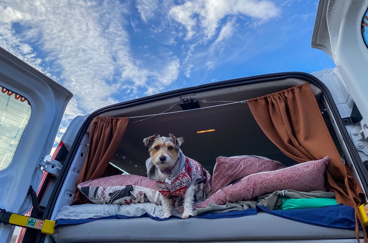 A dog in a Spaceships Campervan
