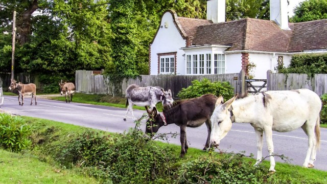 Local animals web