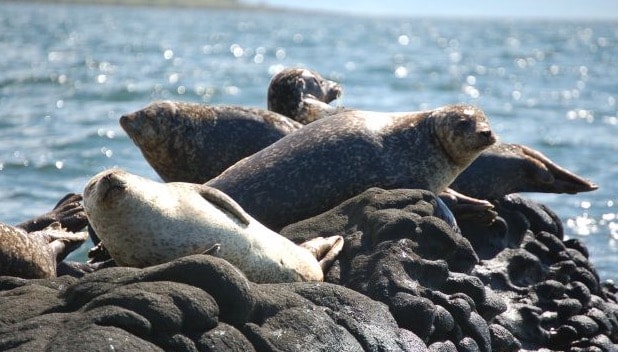 Seal Shore Camping Site